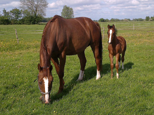 Hope Hall Farm