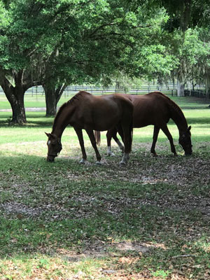 Hope Hall Farm